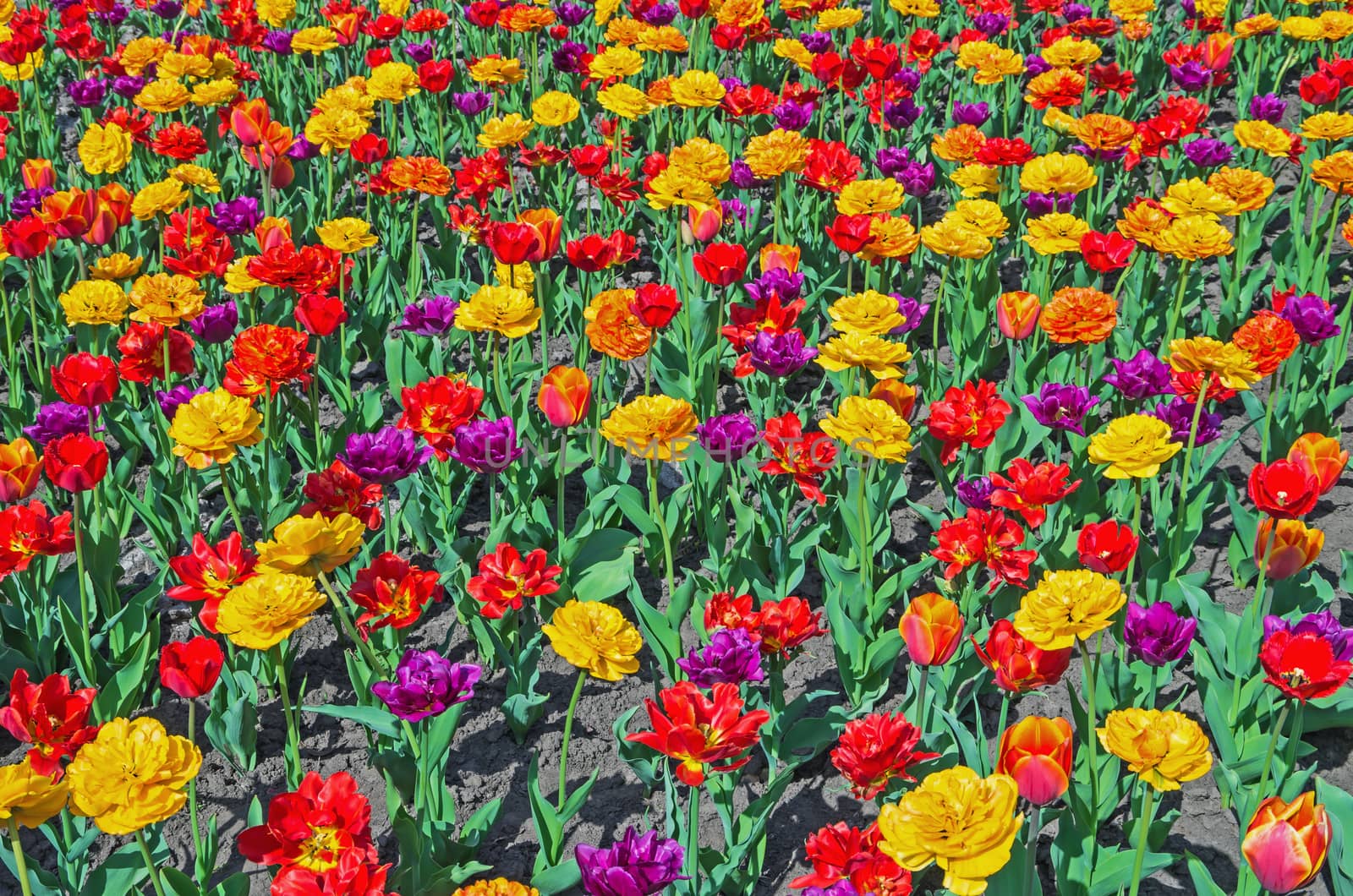 Colorful tulips planted flower bed in the city park in the spring