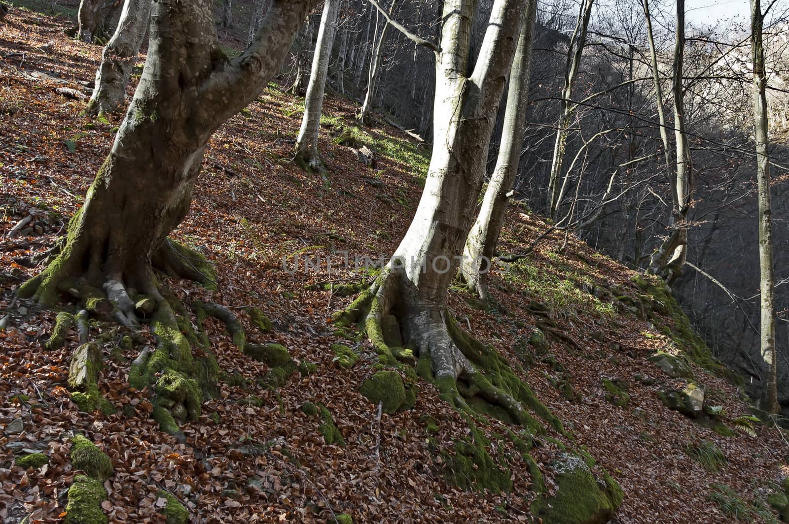 Autumn view toward the labyrinth of the Teteven Balkan with high peaks, glade and deciduous forest, Stara Planina, Bulgaria