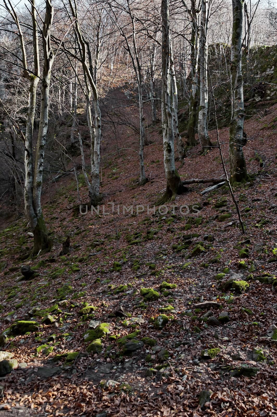 Autumn view toward the labyrinth of the Teteven Balkan with high peaks, glade and deciduous forest, Stara Planina, Bulgaria