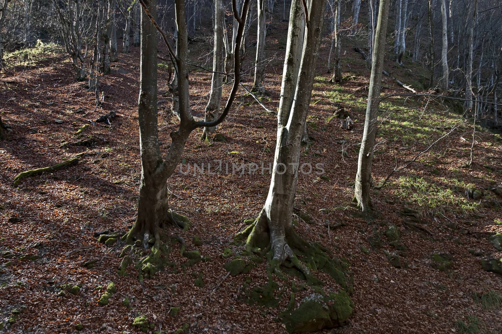 Autumn view toward the labyrinth of the Teteven Balkan with high peaks, glade and deciduous forest, Stara Planina, Bulgaria