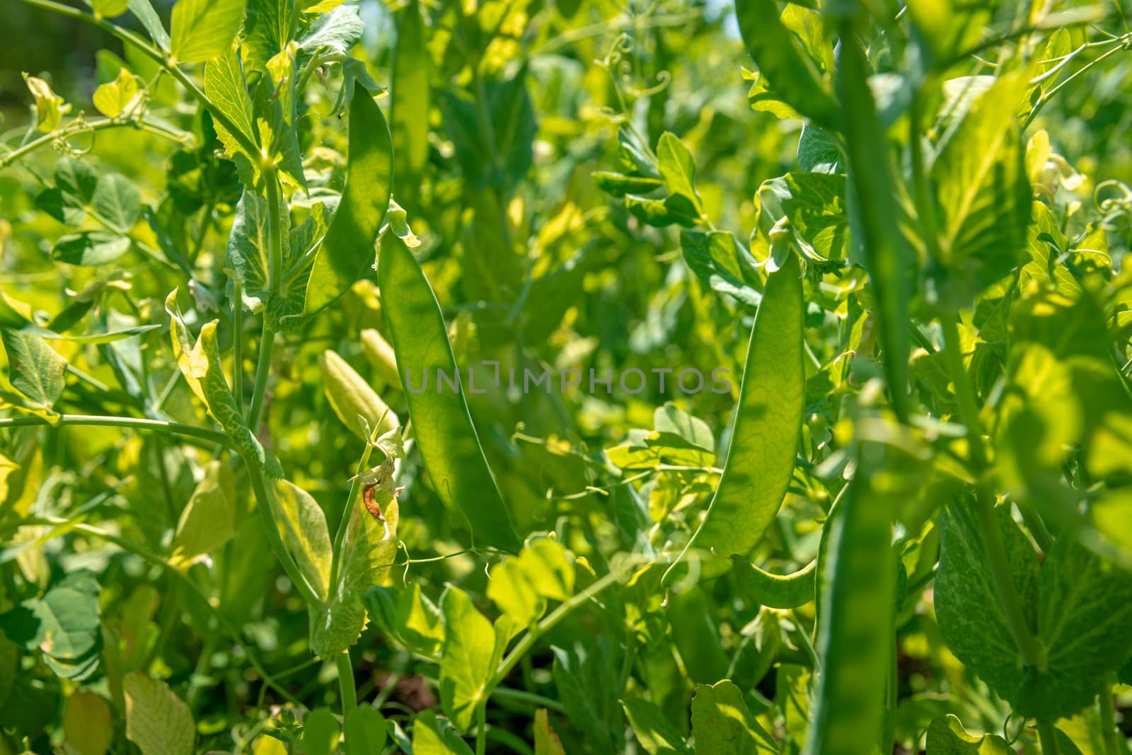 organic sugar green peas in a field on a farm ripening under the sun.