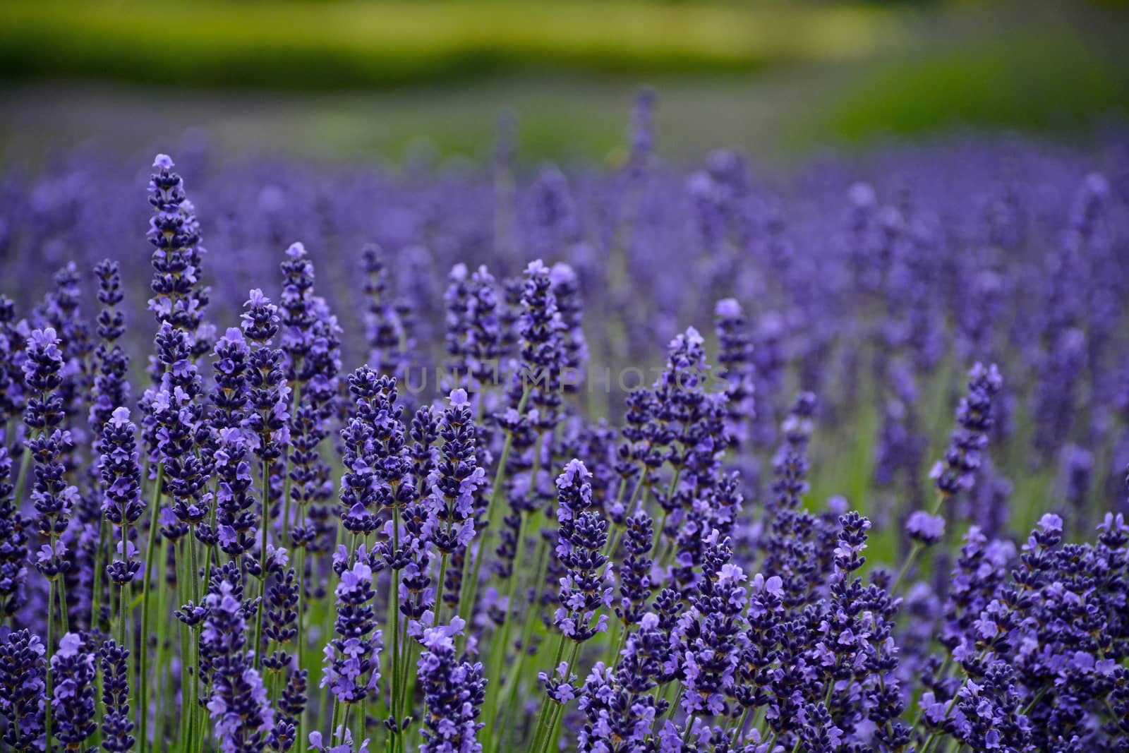 Field of fragrant purple lavendar flowers