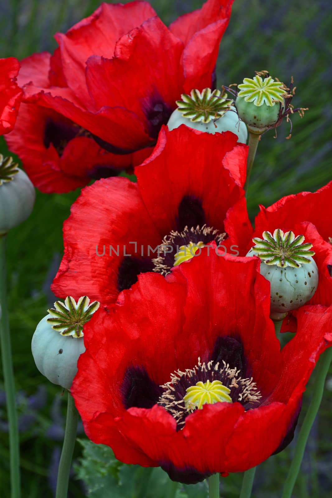 Beautiful red poppies in full bloom