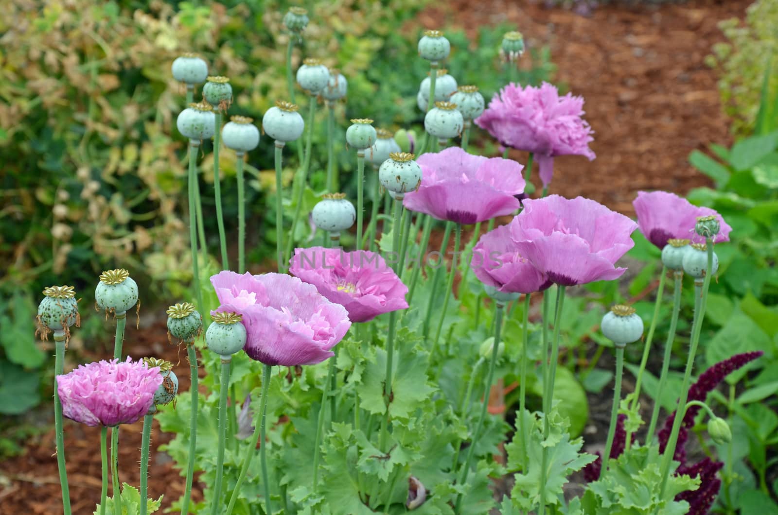 Beautiful fancy purple poppy flowers in summer garden