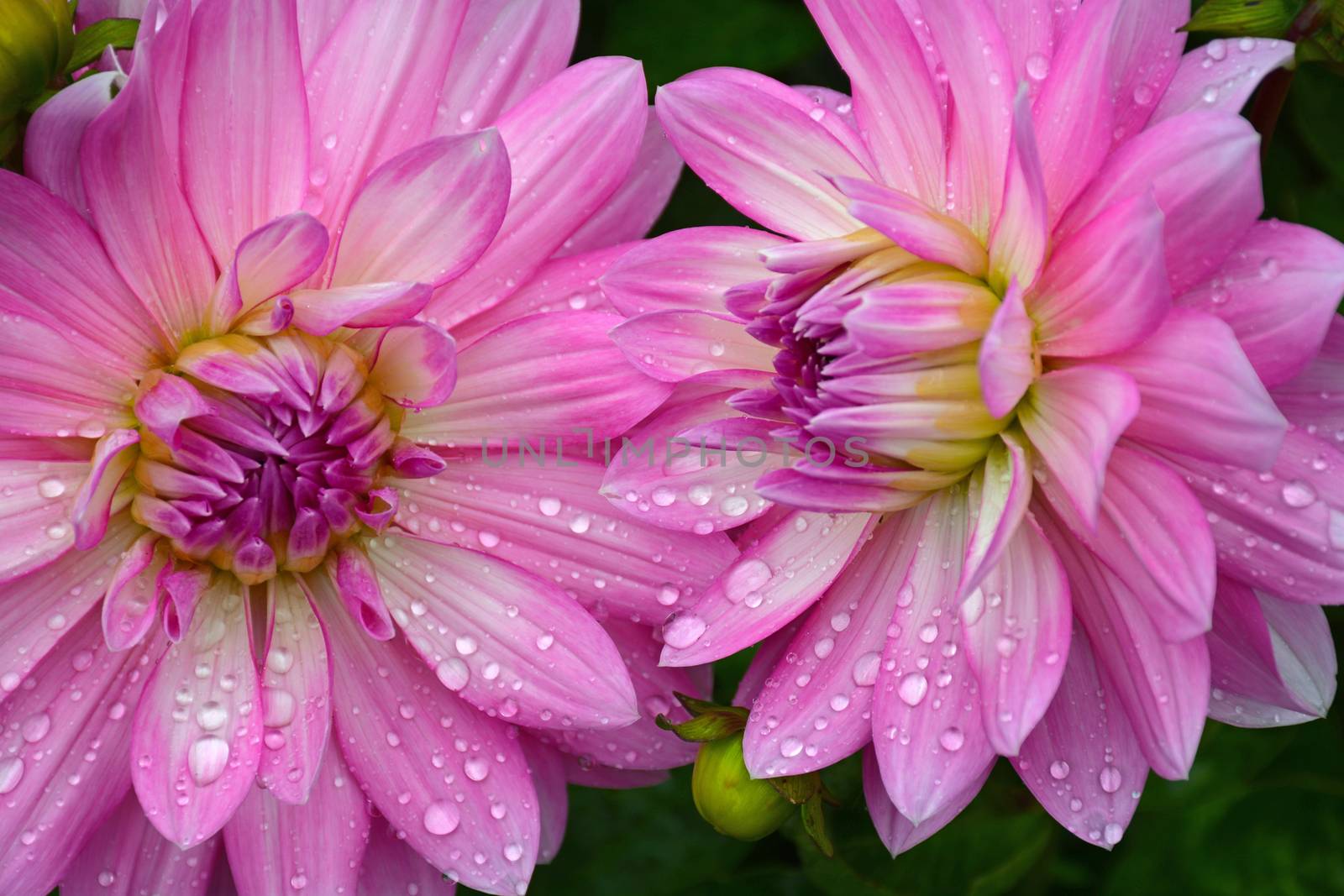 Two beautiful pink dahlia flowers covered with raindrops