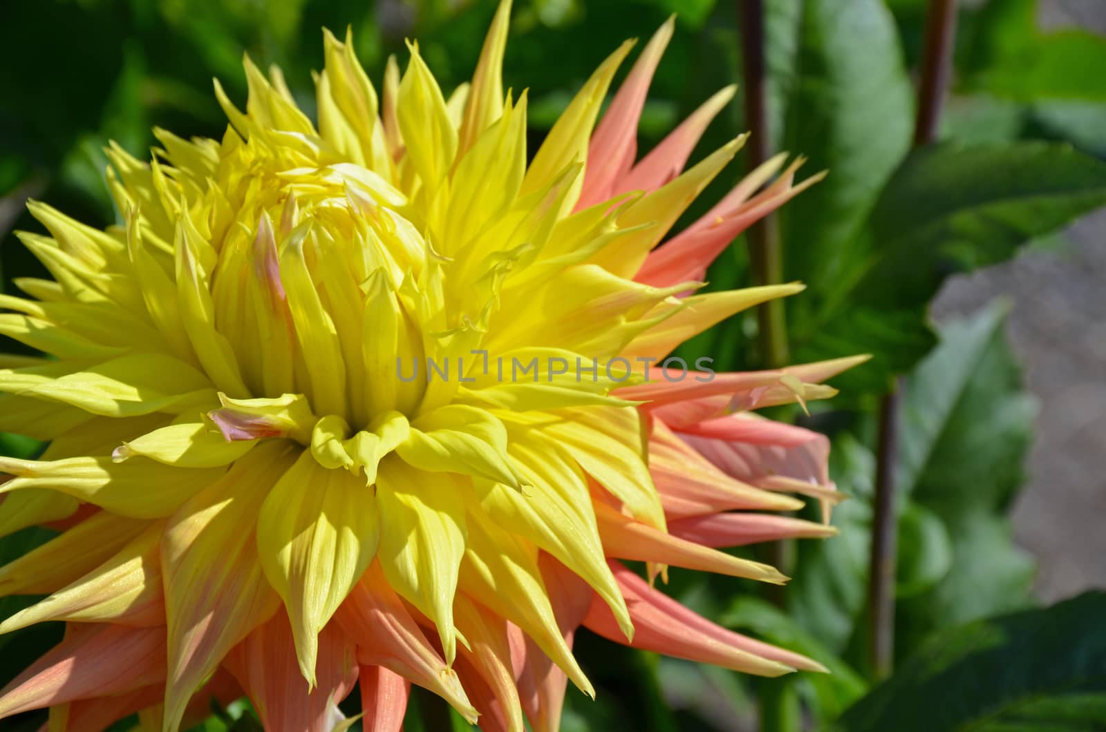 Beautiful yellow dahlia flower in sunlight