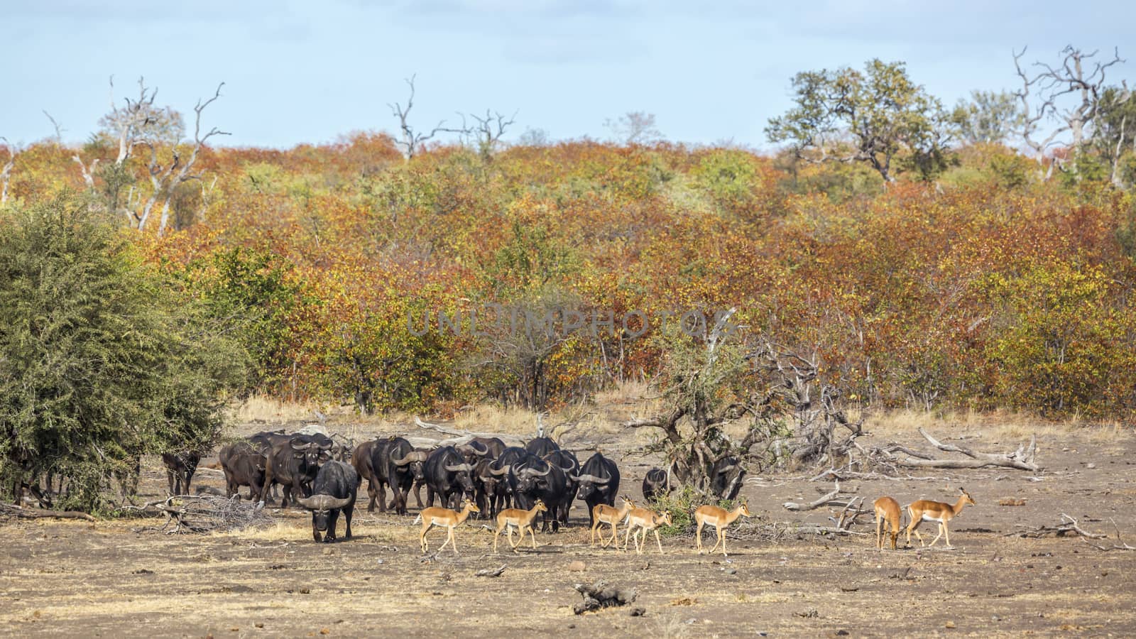 African buffalo herd and impalas in Kruger National park, South Africa ; Specie Syncerus caffer family of Bovidae