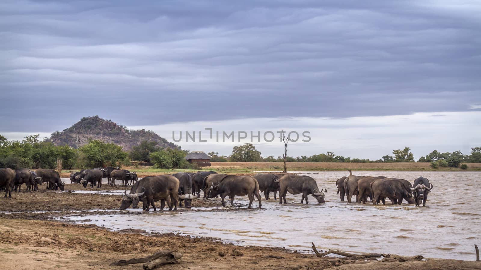 African buffalo herd drinking in lake in Kruger National park, South Africa ; Specie Syncerus caffer family of Bovidae