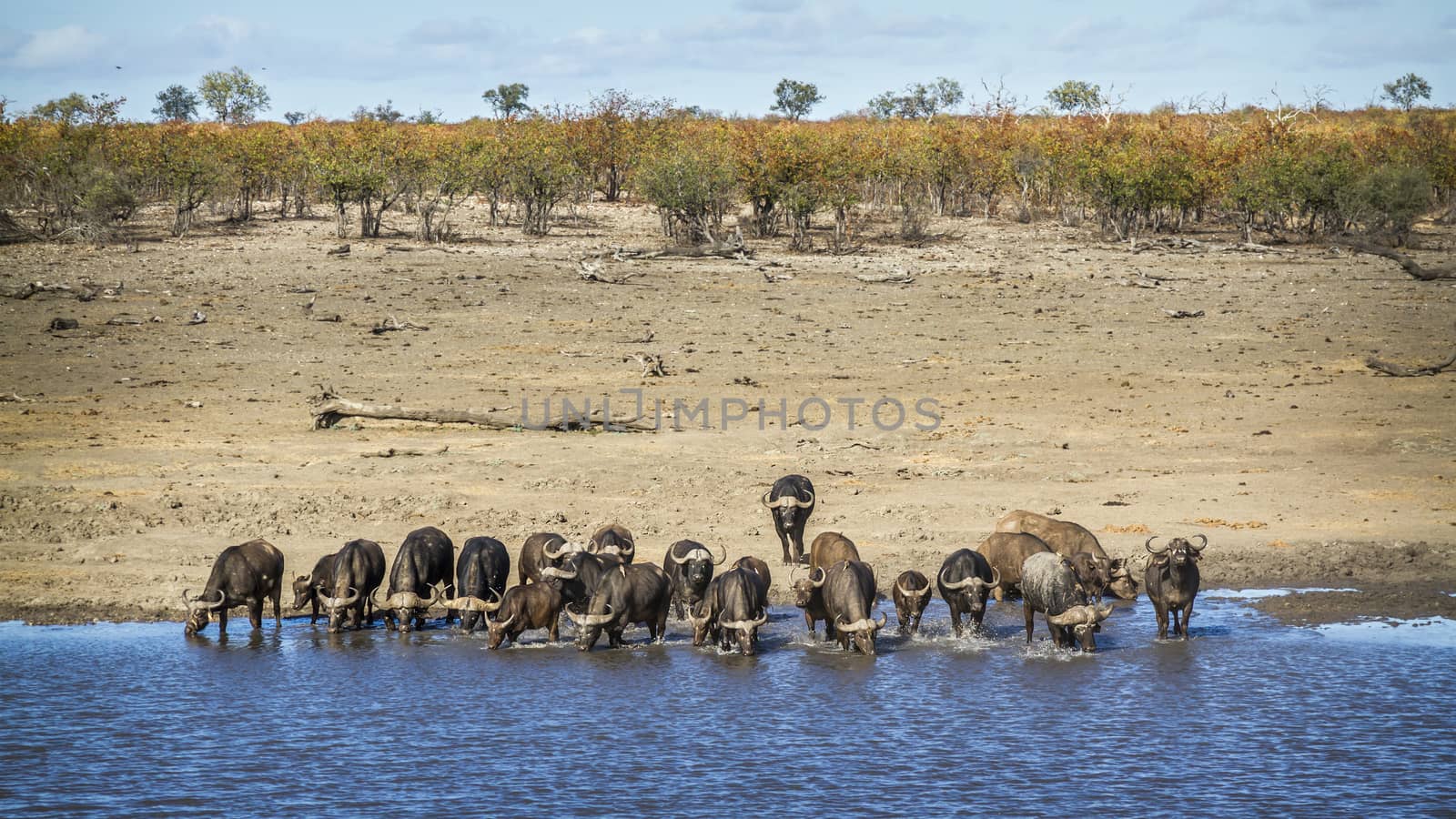 African buffalo in Kruger National park, South Africa by PACOCOMO