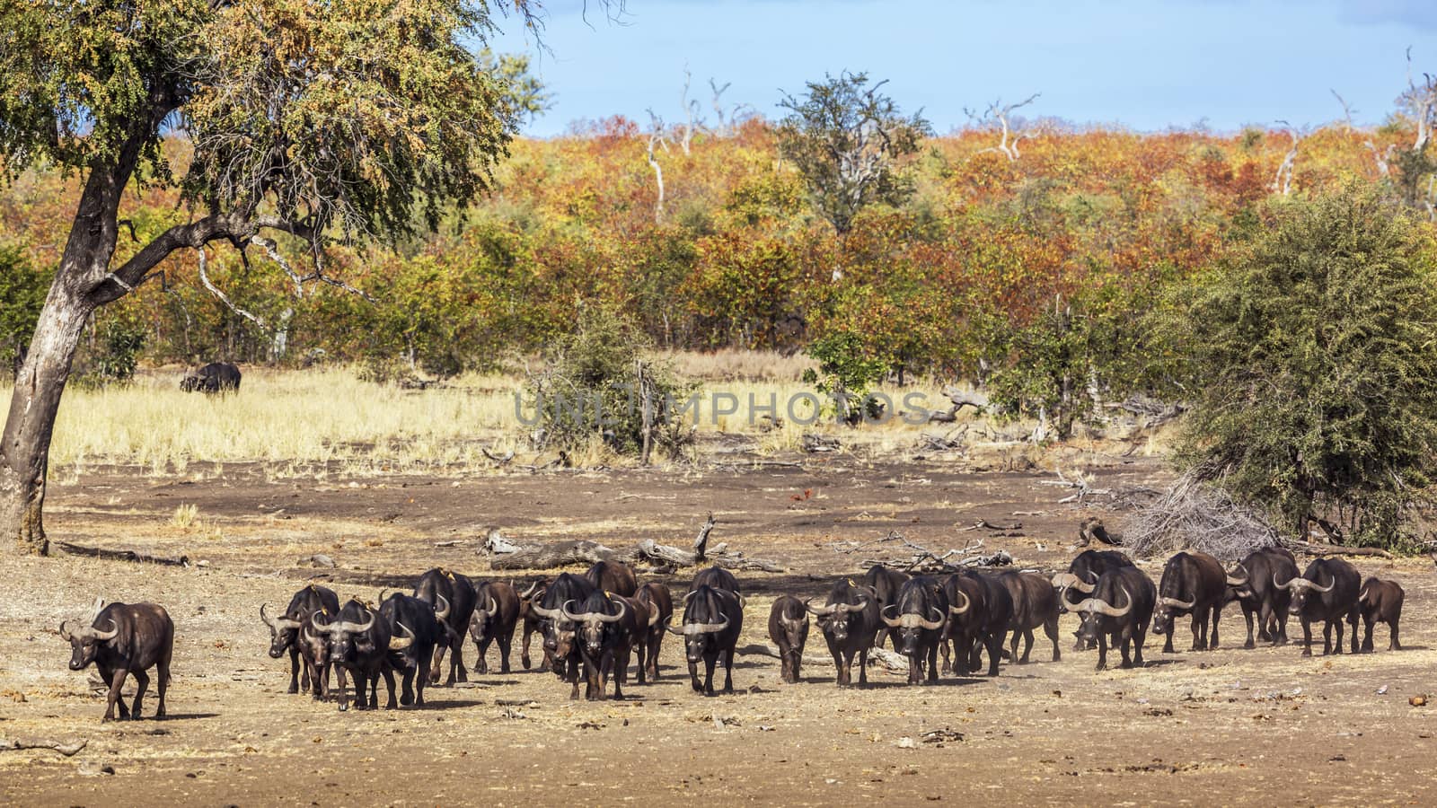 African buffalo in Kruger National park, South Africa by PACOCOMO