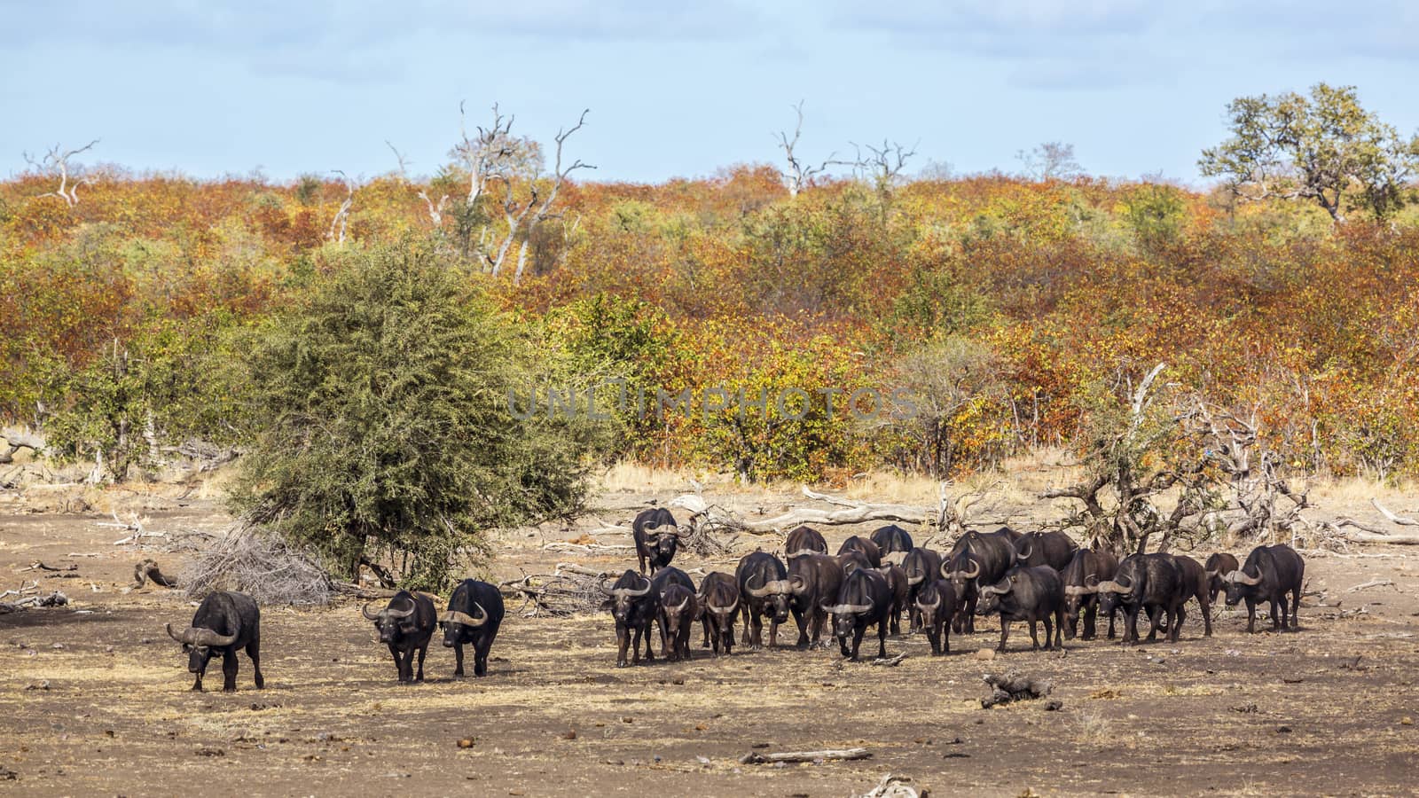 African buffalo herd walking front view in Kruger National park, South Africa ; Specie Syncerus caffer family of Bovidae