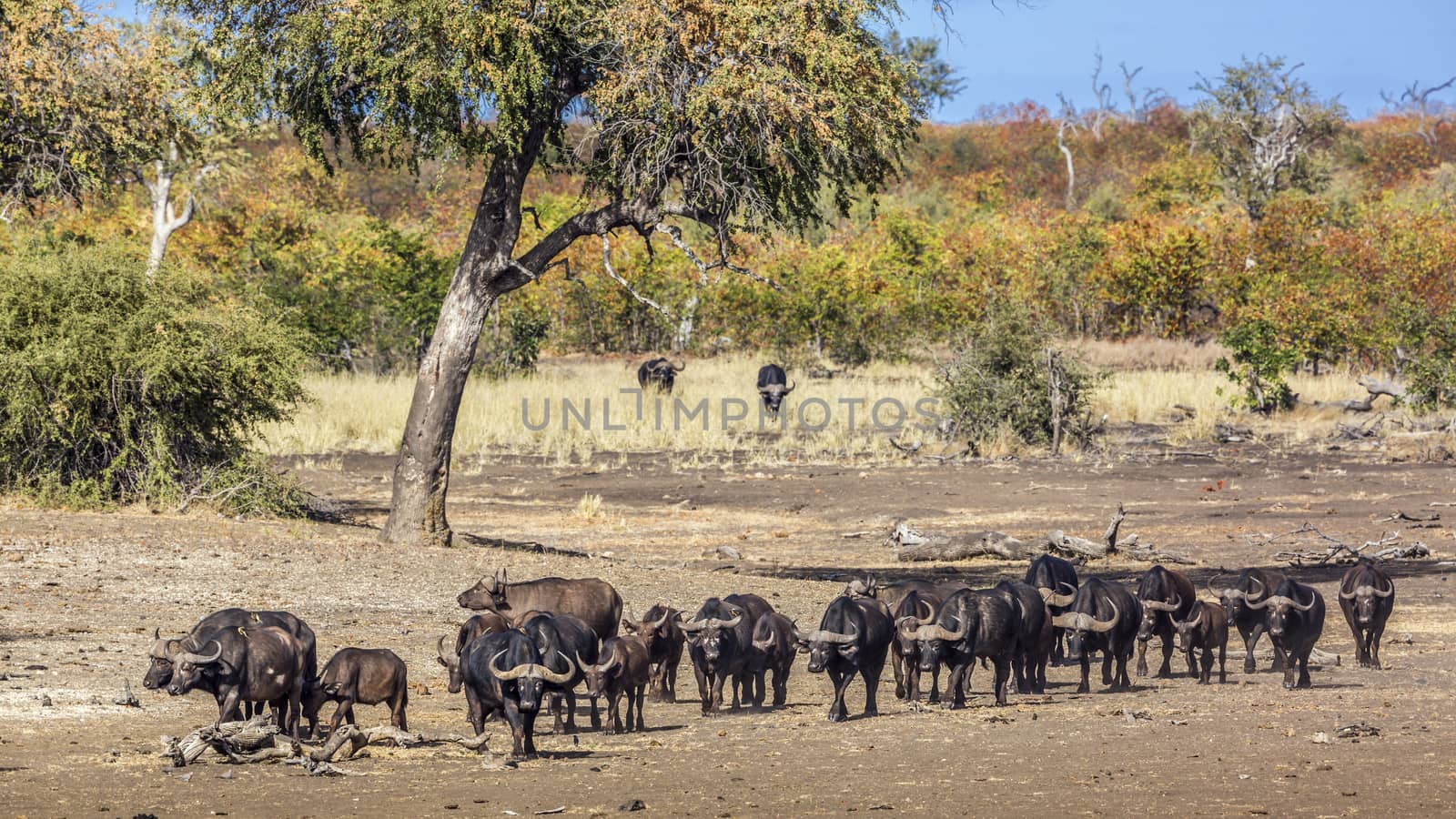 African buffalo herd walking in front view in Kruger National park, South Africa ; Specie Syncerus caffer family of Bovidae