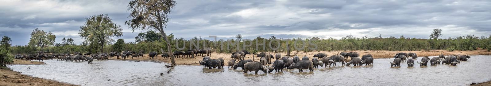 African buffalo herd drinking in lake in Kruger National park, South Africa ; Specie Syncerus caffer family of Bovidae