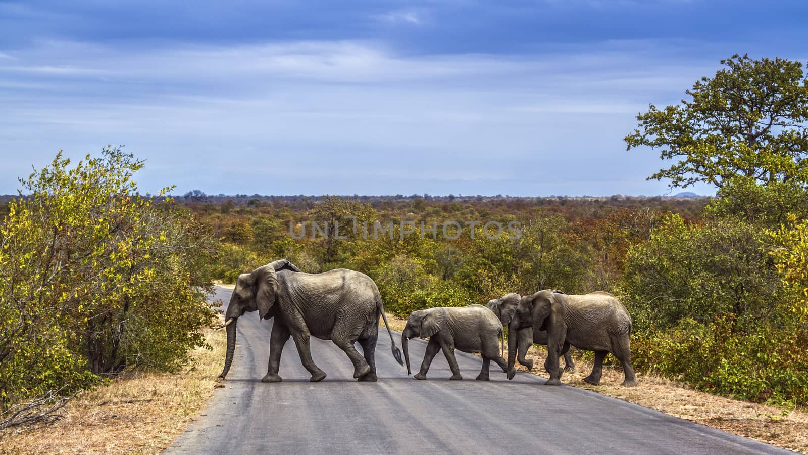 African bush elephants group crossing safari road in Kruger National park, South Africa ; Specie Loxodonta africana family of Elephantidae