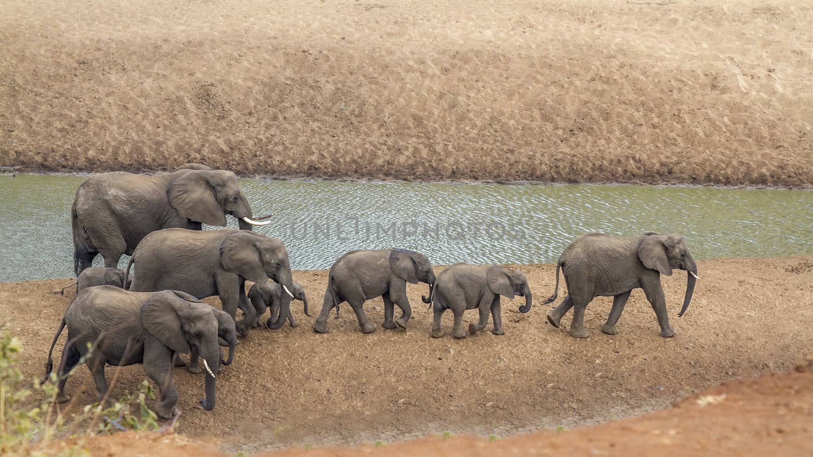 African bush elephant in Kruger National park, South Africa by PACOCOMO