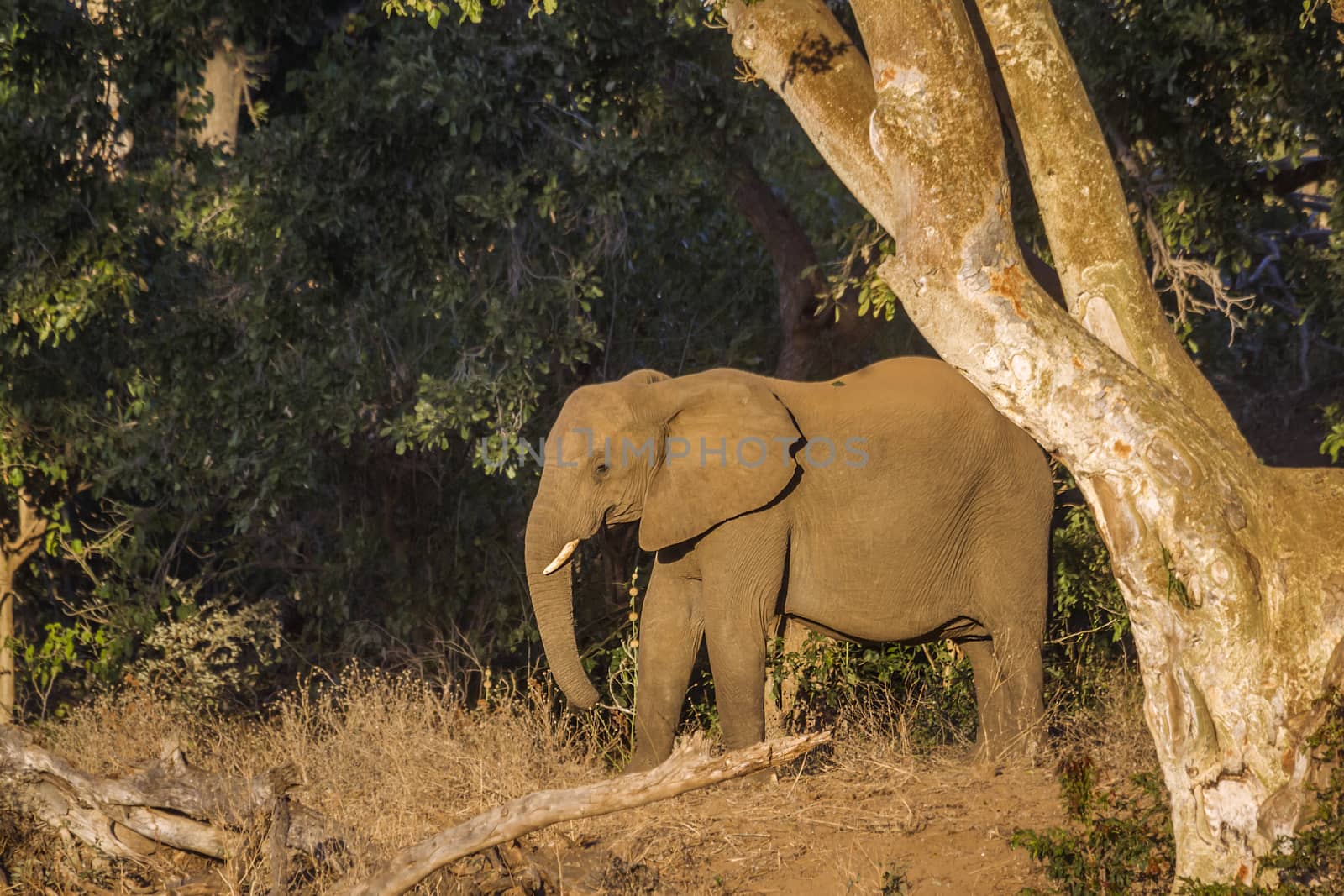 African bush elephant in Kruger National park, South Africa by PACOCOMO