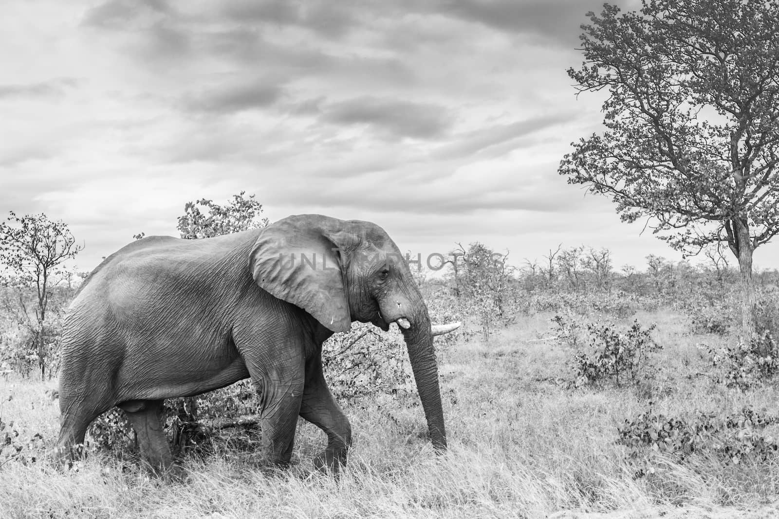 African bush elephant with broken tusk walking in savannah in Kruger National park, South Africa ; Specie Loxodonta africana family of Elephantidae