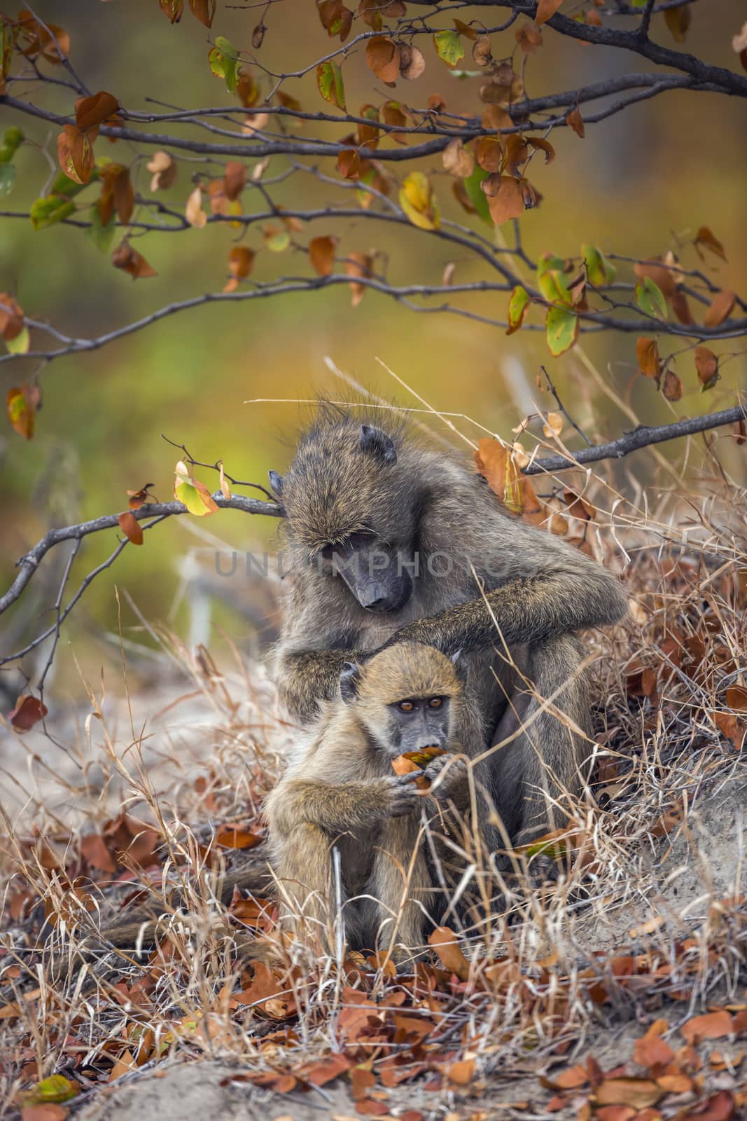 Chacma baboon female delousing young in Kruger National park, South Africa ; Specie Papio ursinus family of Cercopithecidae