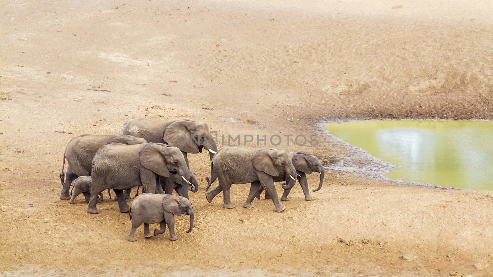 Small group of African bush elephants walking on riverbank in Kruger National park, South Africa ; Specie Loxodonta africana family of Elephantidae