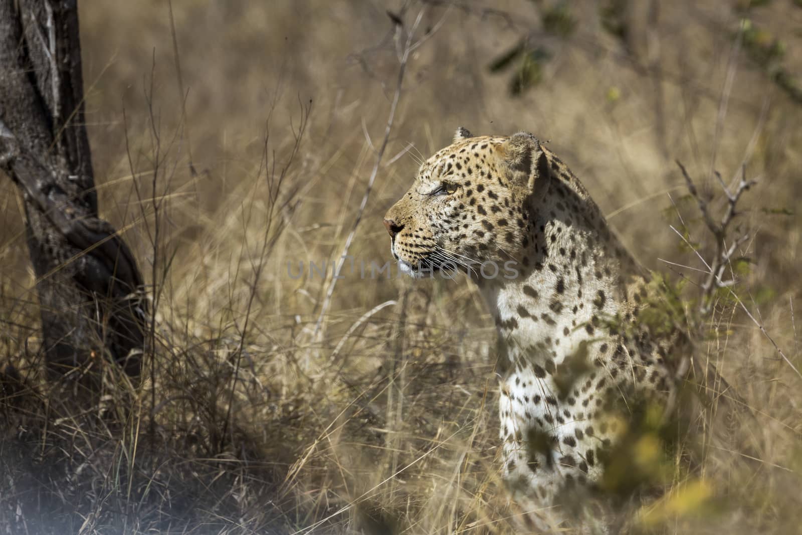 Leopard portrait isolated in natural background in Kruger National park, South Africa ; Specie Panthera pardus family of Felidae