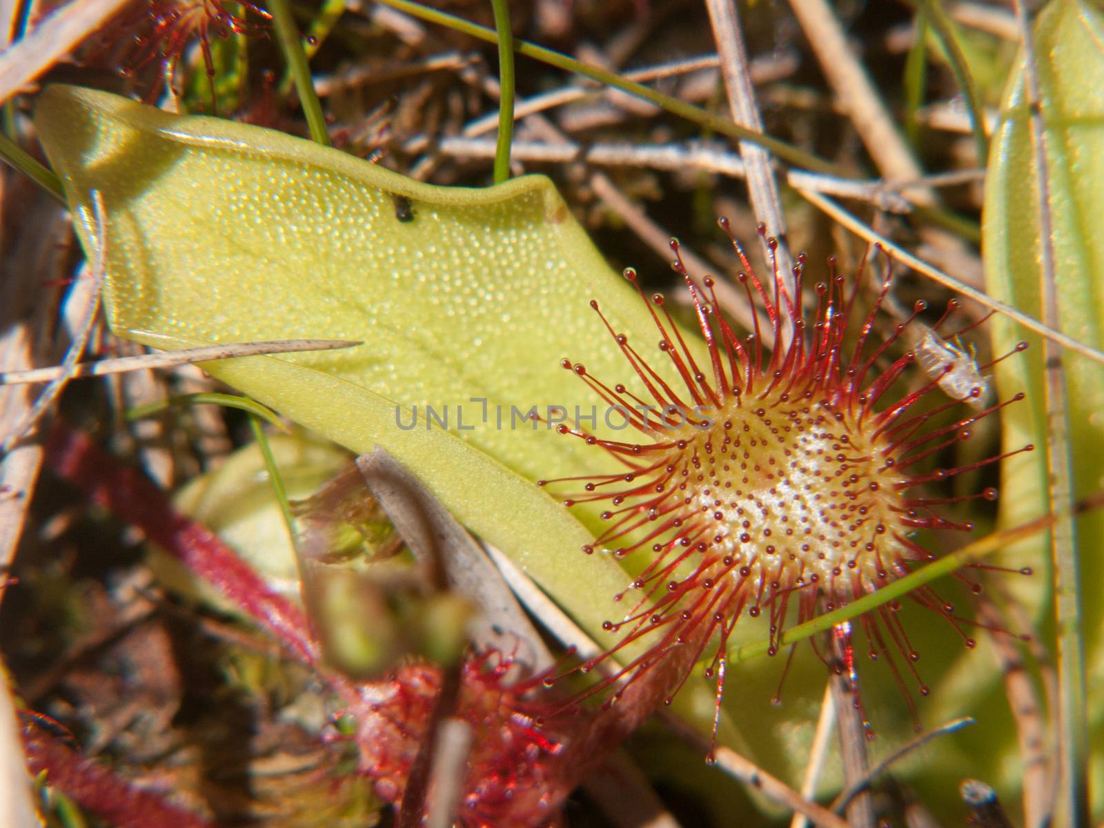 drosera rotundifolia,loire, france