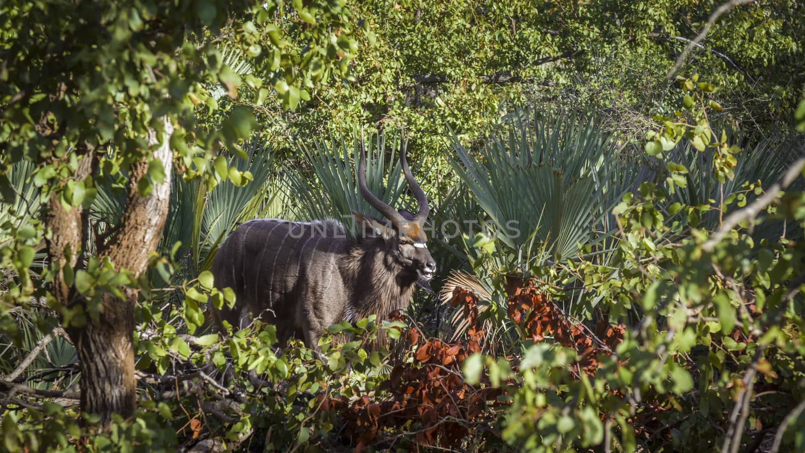 Nyala male in deep green bush in Kruger National park, South Africa ; Specie Tragelaphus angasii family of Bovidae