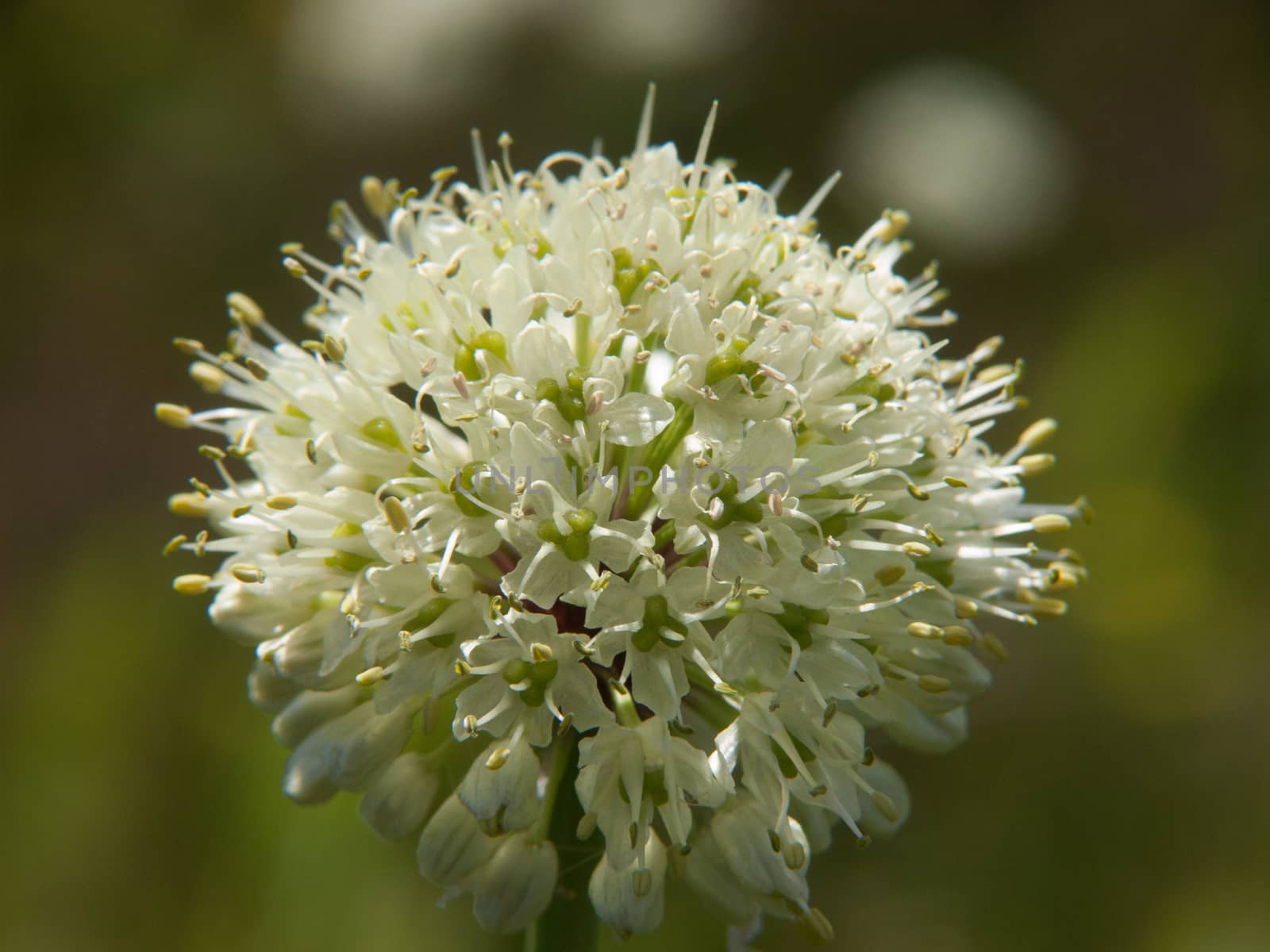 ail