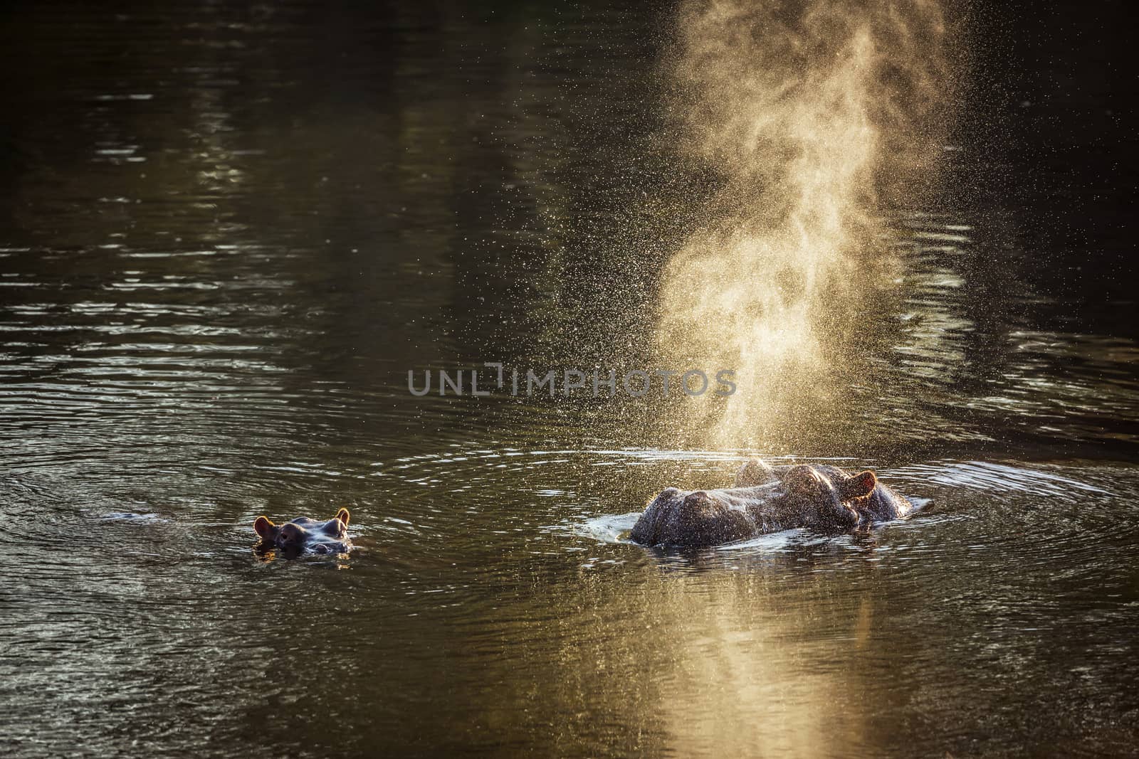 Hippopotamus female with baby blowing air in backlit in Kruger National park, South Africa ; Specie Hippopotamus amphibius family of Hippopotamidae