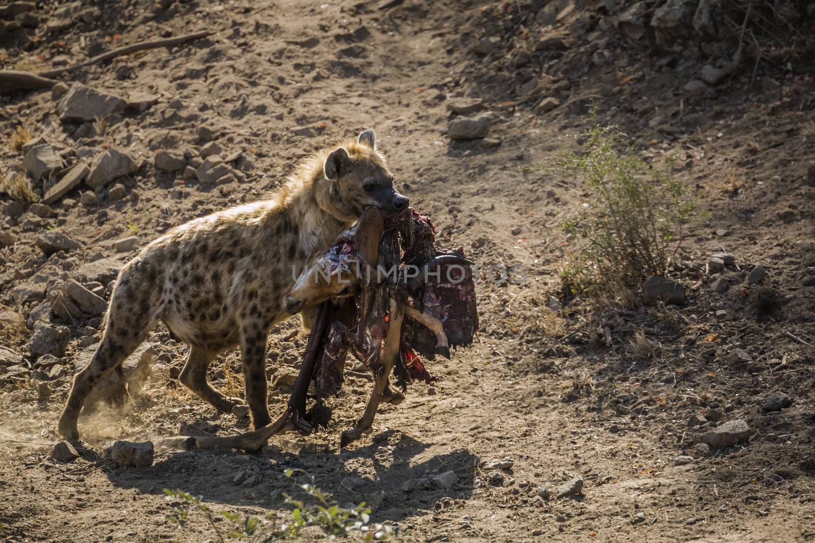 Spotted hyaena in Kruger National park, South Africa by PACOCOMO