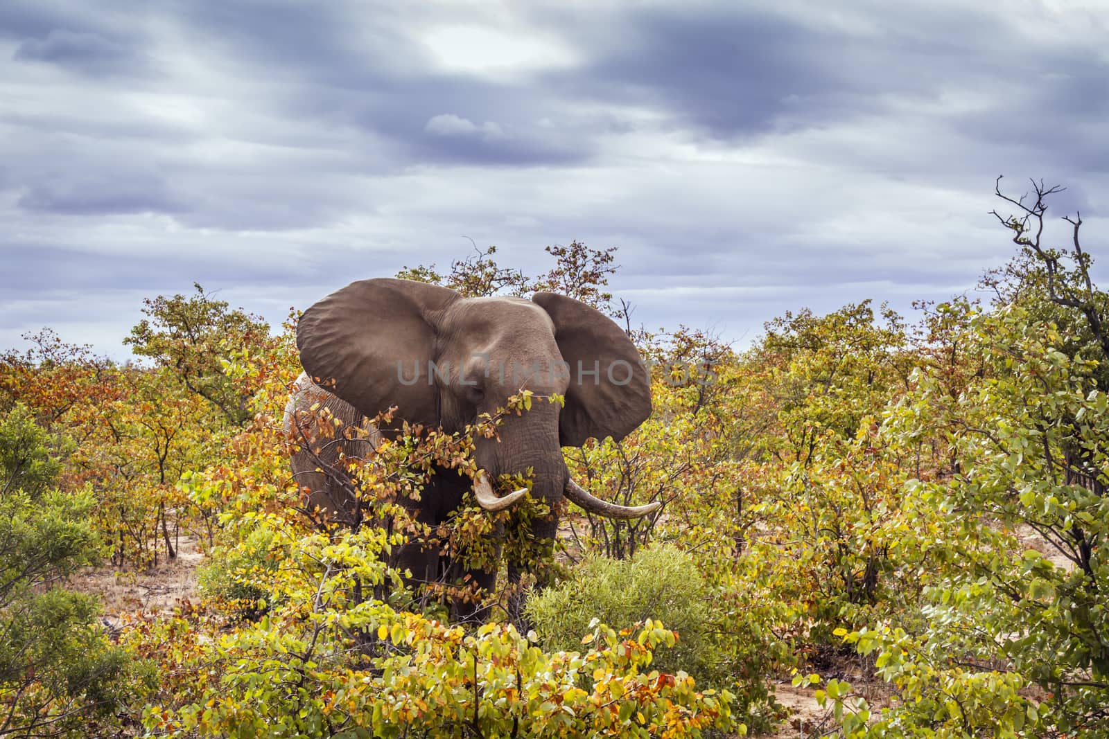 African bush elephant walking in fall color bush in Kruger National park, South Africa ; Specie Loxodonta africana family of Elephantidae