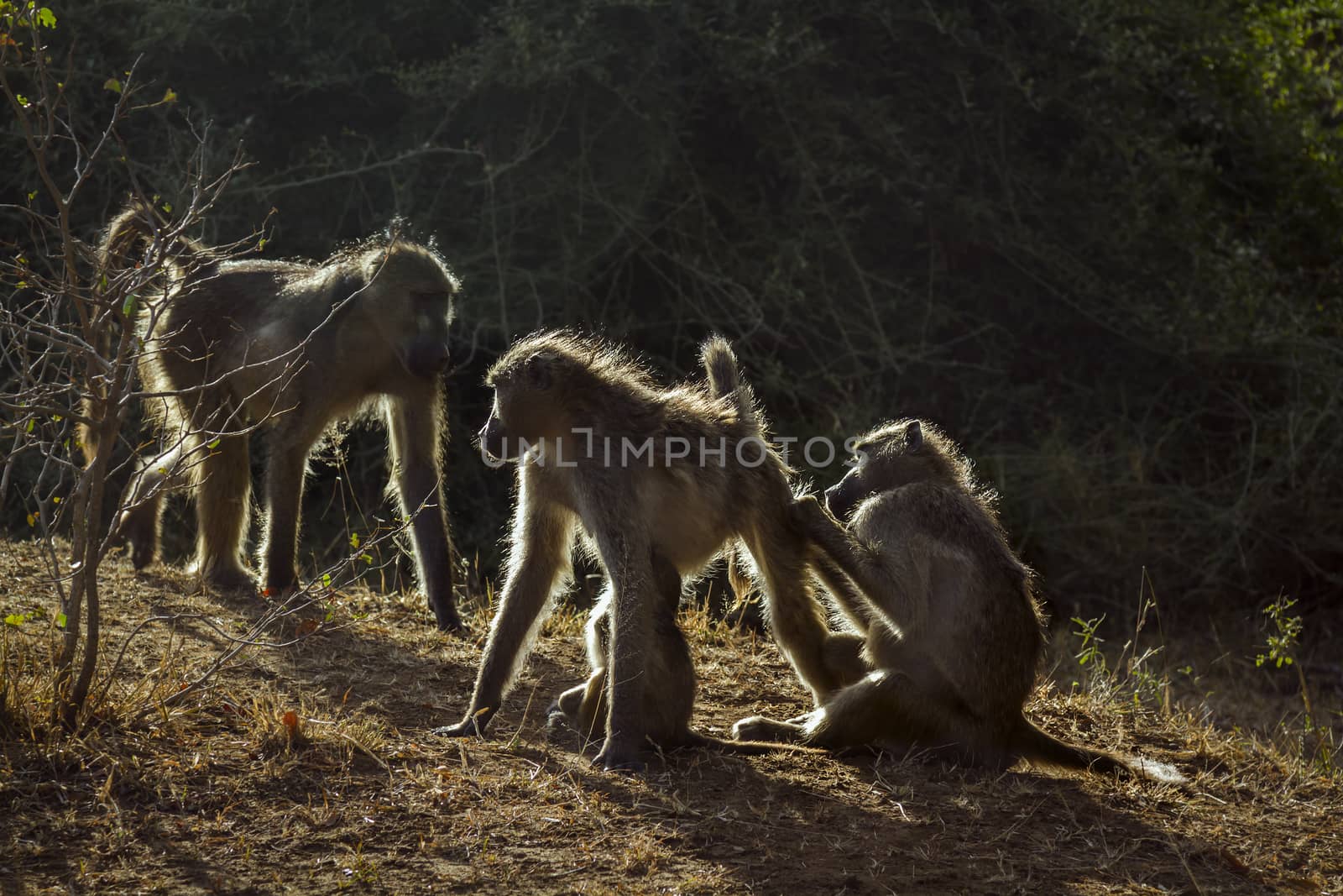 Chacma baboon family portrait in backlit in Kruger National park, South Africa ; Specie Papio ursinus family of Cercopithecidae