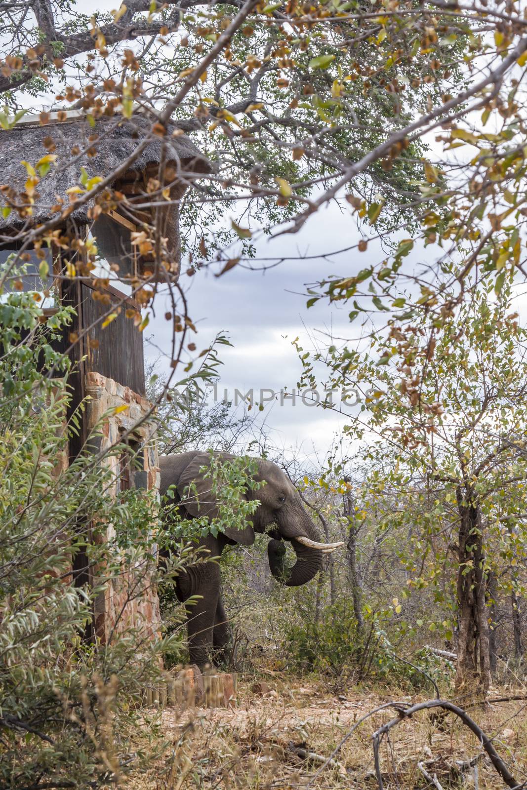 African bush elephant close to house in safari lodge in Kruger National park, South Africa ; Specie Loxodonta africana family of Elephantidae