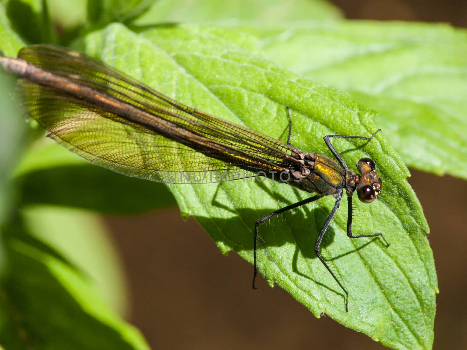 Calopteryx splendens
