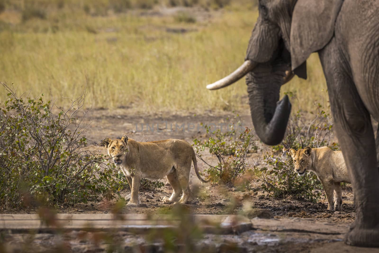 African bush elephant and two lioness at the same waterpond in Kruger National park, South Africa ; Specie Loxodonta africana family of Elephantidae