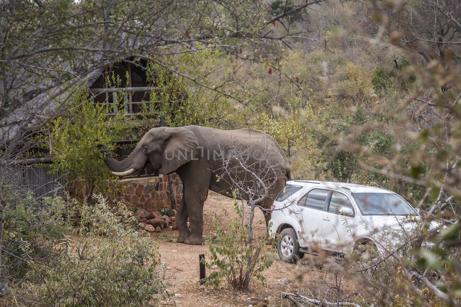 African bush elephant eating plante in a lodge garden in Kruger National park, South Africa ; Specie Loxodonta africana family of Elephantidae