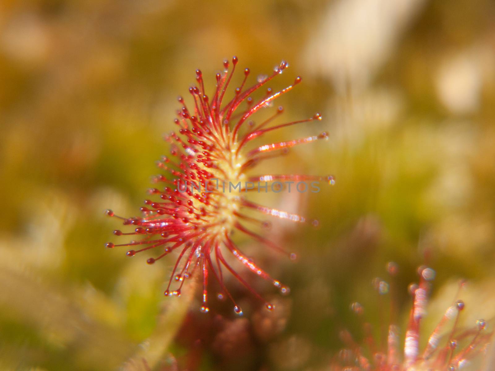 drosera rotundifolia,loire, france