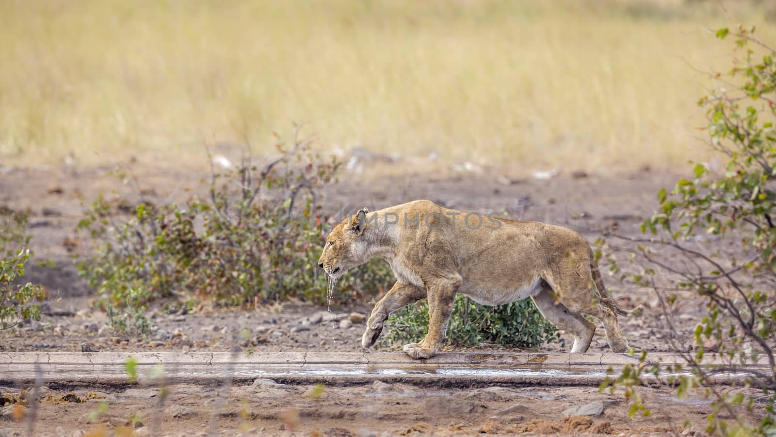 African lioness walking along waterhole after drinking in Kruger National park, South Africa ; Specie Panthera leo family of Felidae