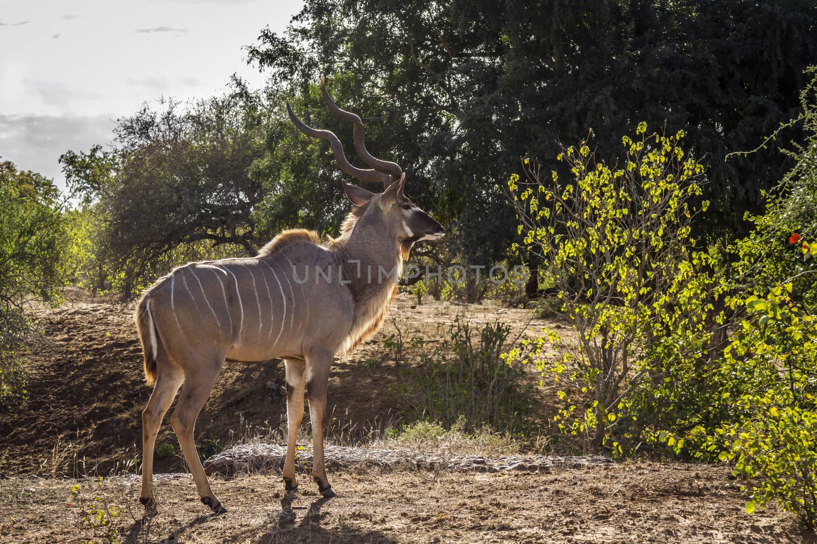 Greater kudu in Kruger National park, South Africa by PACOCOMO