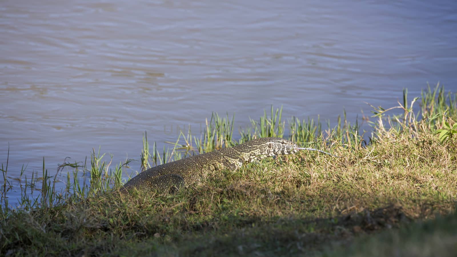 Nile monitor in Kruger National park, South Africa by PACOCOMO