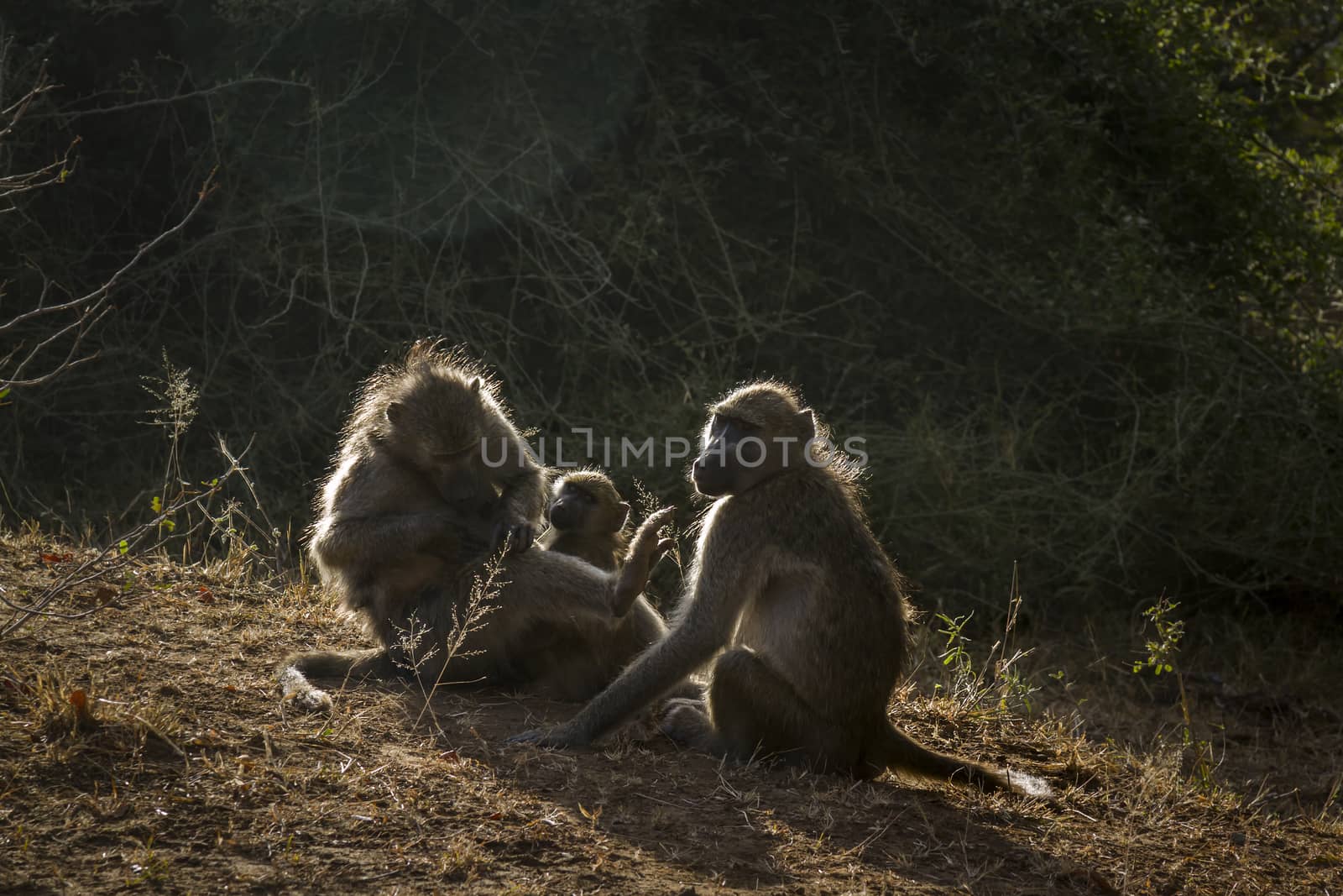 Chacma baboon family portrait in backlit in Kruger National park, South Africa ; Specie Papio ursinus family of Cercopithecidae