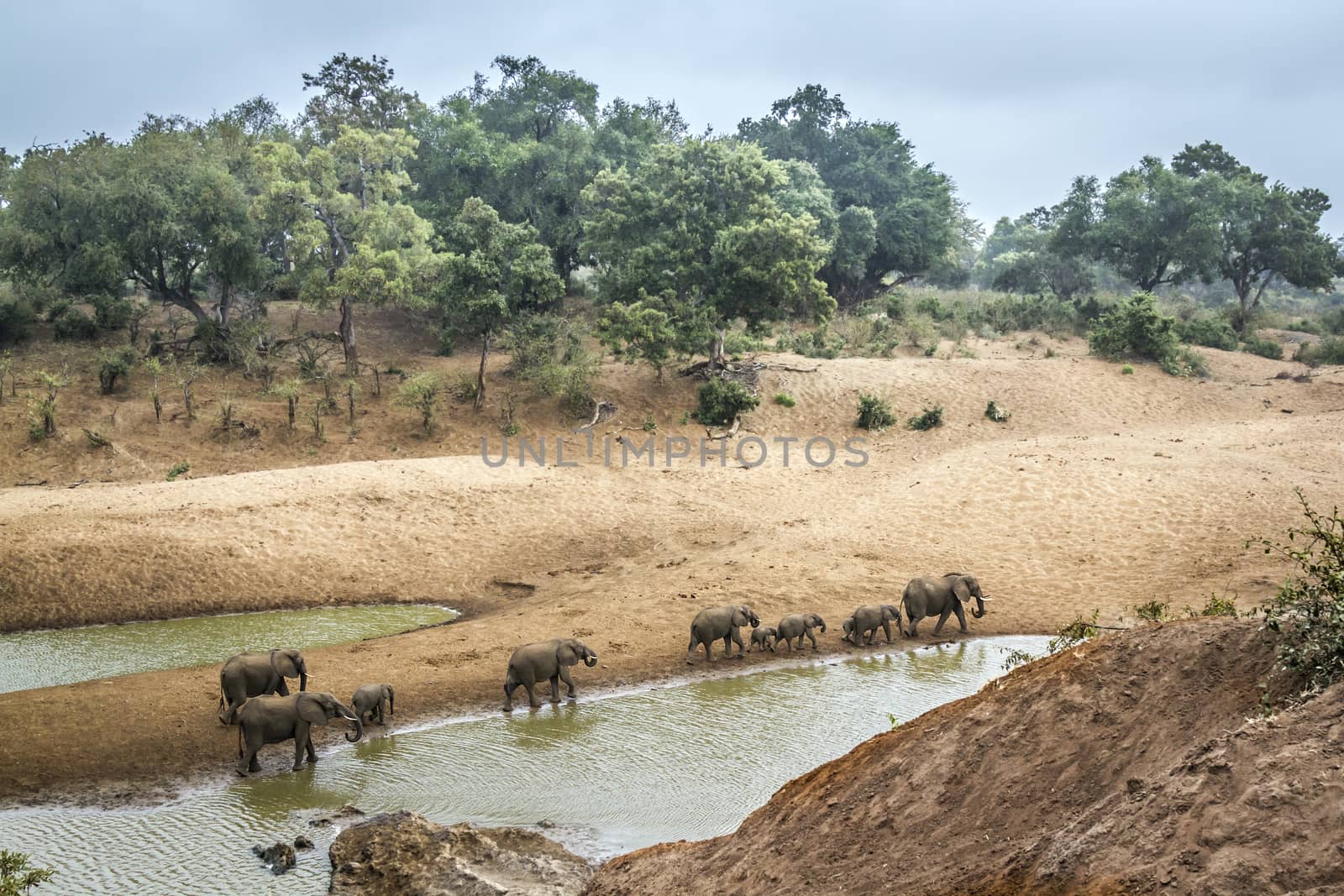 Small group of African bush elephants walking on riverbank in Kruger National park, South Africa ; Specie Loxodonta africana family of Elephantidae