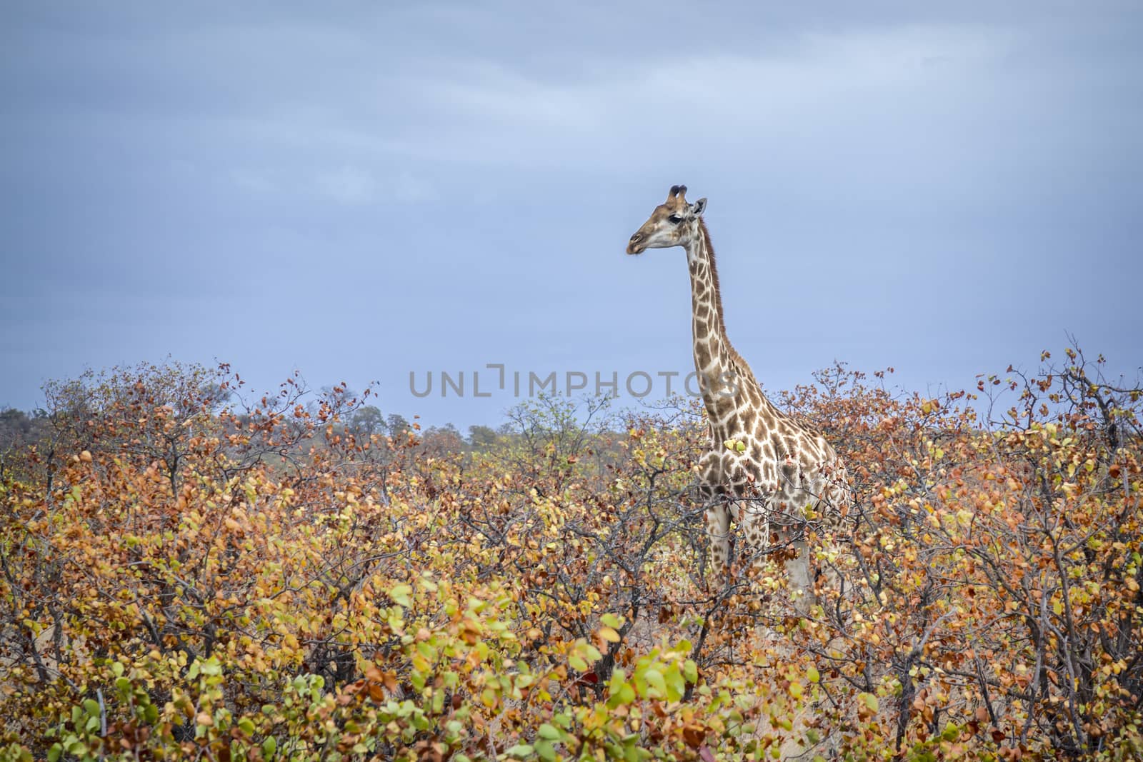 Giraffe walking in colourfull fall bush in Kruger National park, South Africa ; Specie Giraffa camelopardalis family of Giraffidae