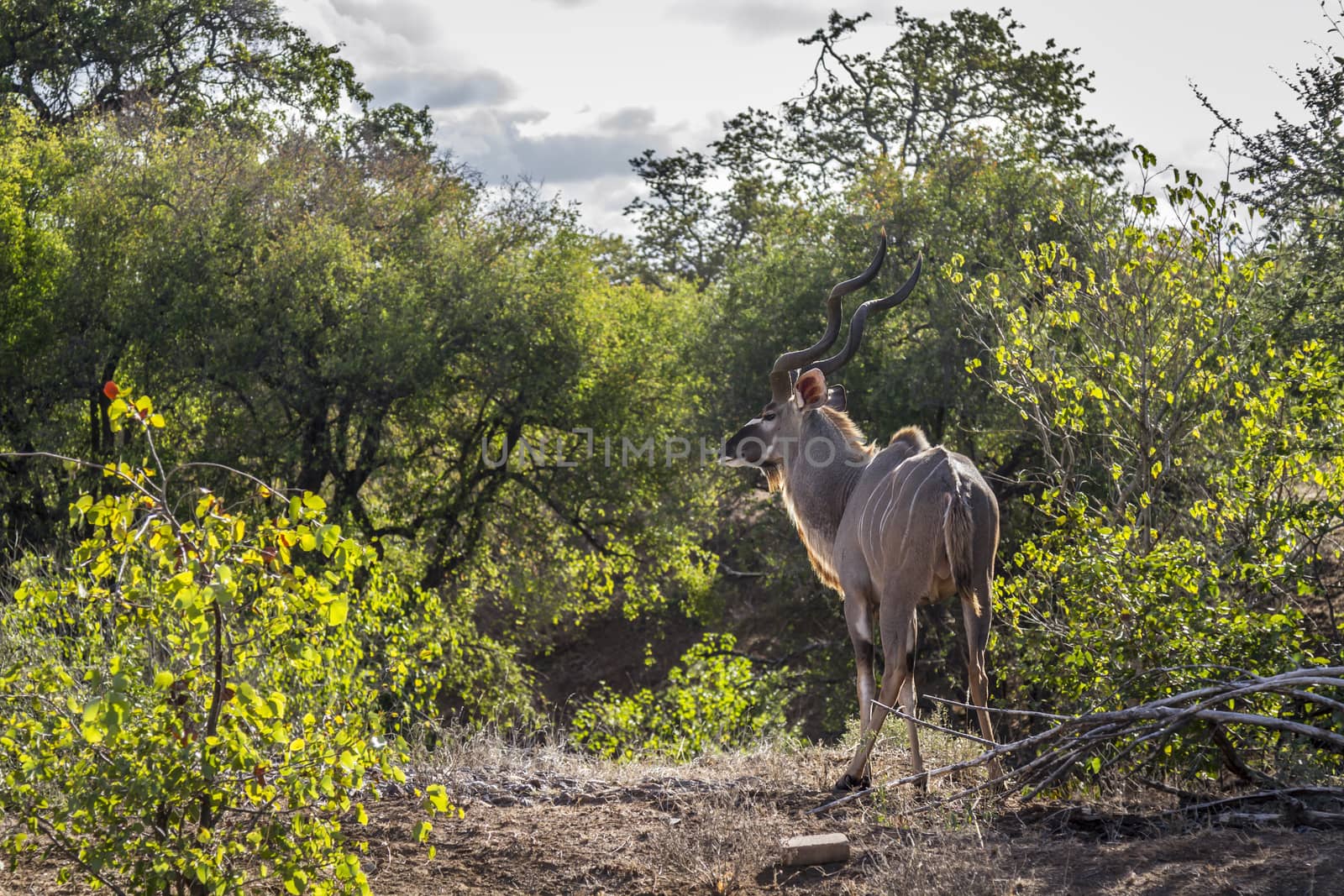 Greater kudu male in green savannah in Kruger National park, South Africa ; Specie Tragelaphus strepsiceros family of Bovidae