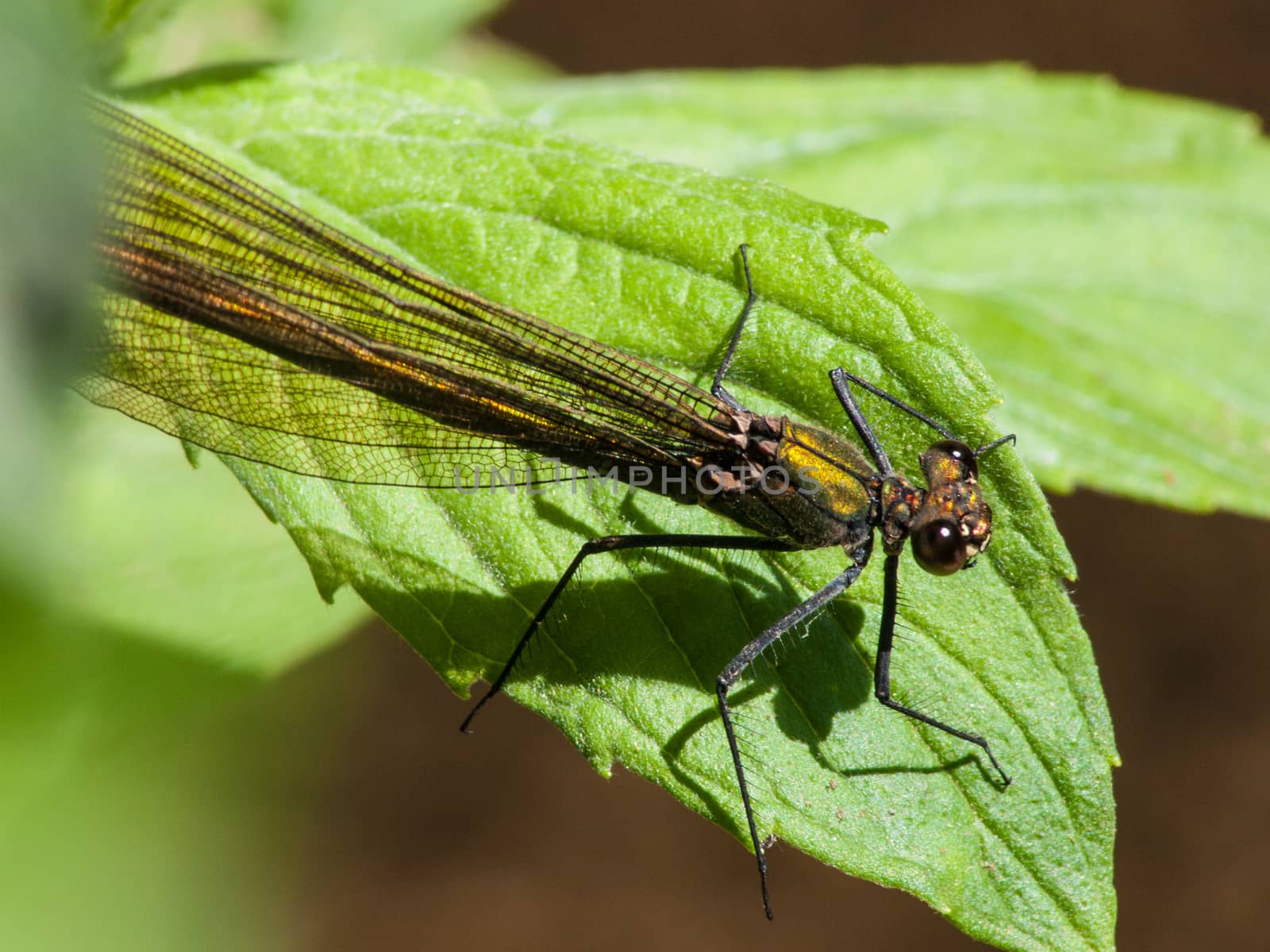 Calopteryx splendens