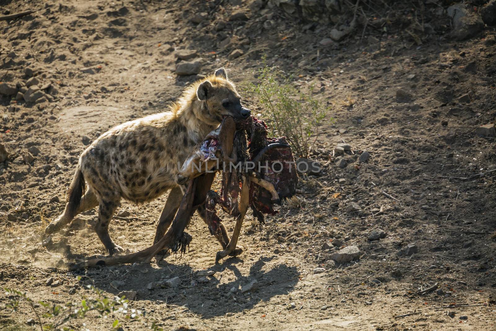 Spotted hyaena carrying rest of impala prey in Kruger National park, South Africa ; Specie Crocuta crocuta family of Hyaenidae