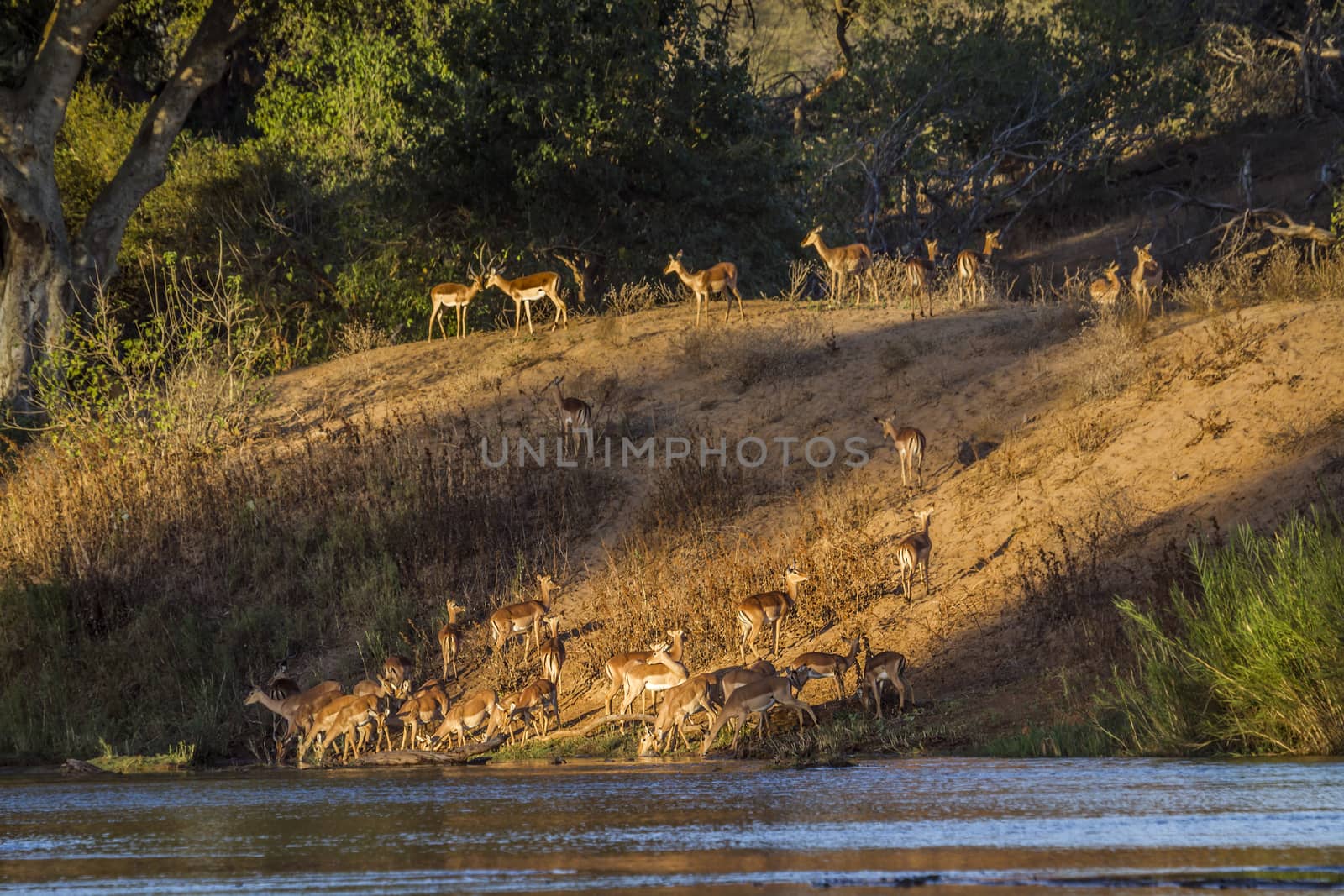 Herd of Common Impalas in riverbank in Kruger National park, South Africa ; Specie Aepyceros melampus family of Bovidae