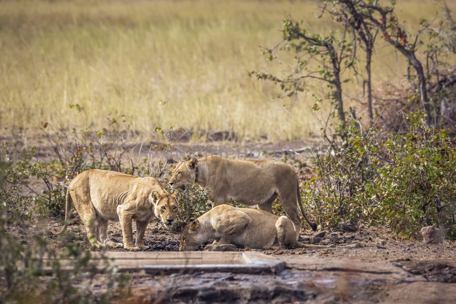 Three African lioness drinking at waterhole in Kruger National park, South Africa ; Specie Panthera leo family of Felidae