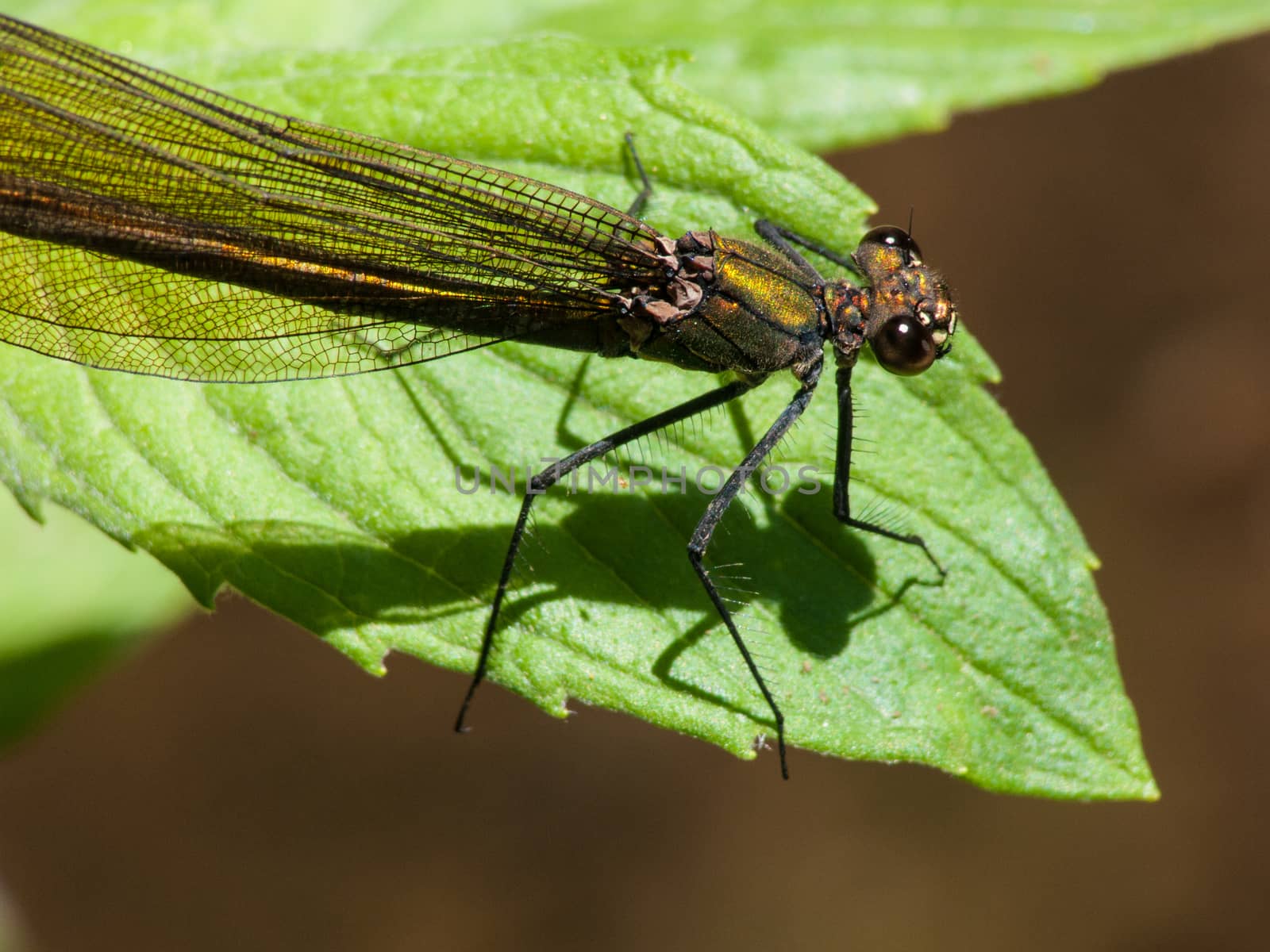 Calopteryx splendens