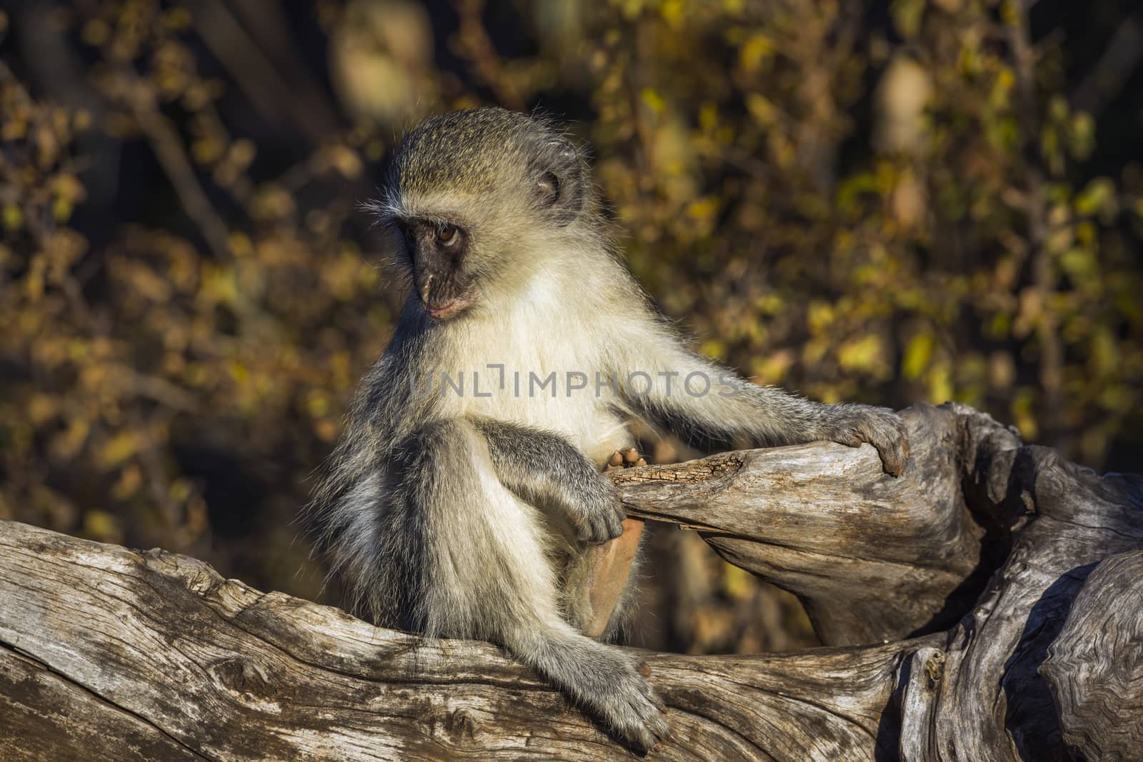 Vervet monkey in Kruger National park, South Africa by PACOCOMO