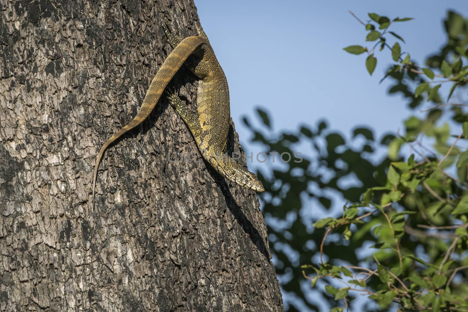 Rock monitor on a trunk in Kruger National park, South Africa ; Specie Varanus albigularis family of Varanidae